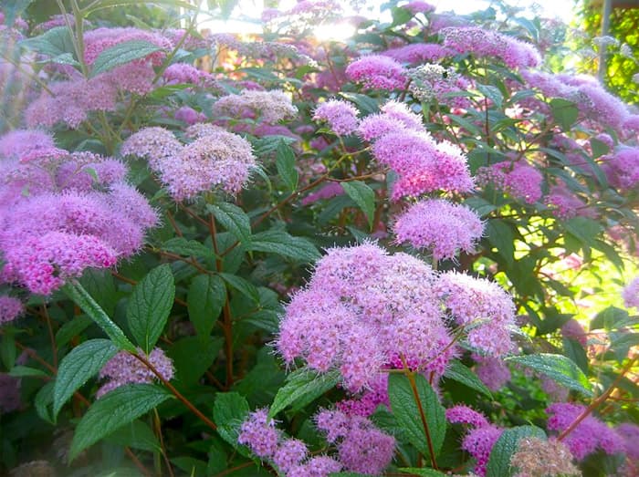 Spiraea x bumalda